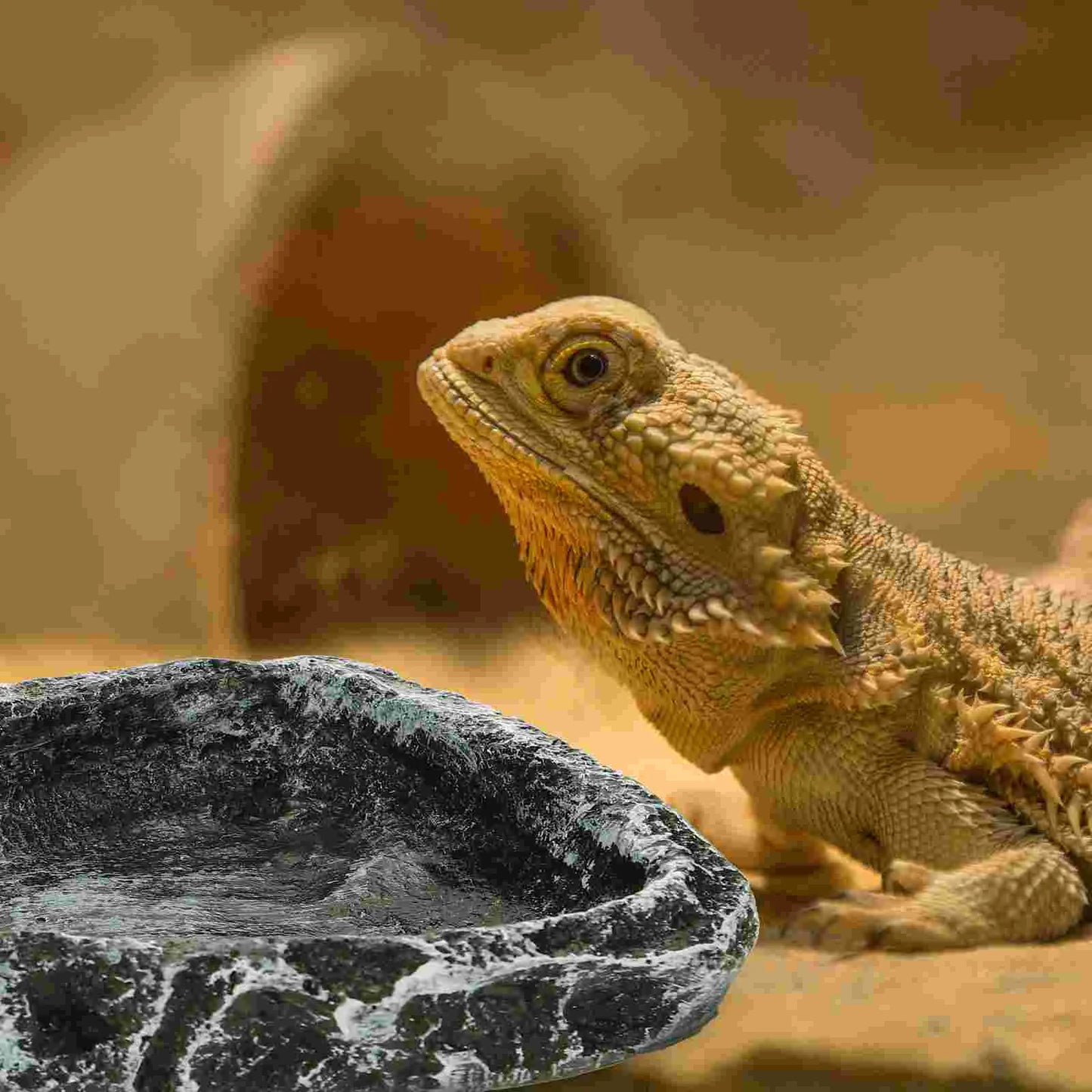 Reptile Fogger Water Basin Pet Feeding Container Food Bowl Spider Terrarium Resin Tortoise Crawling Holder